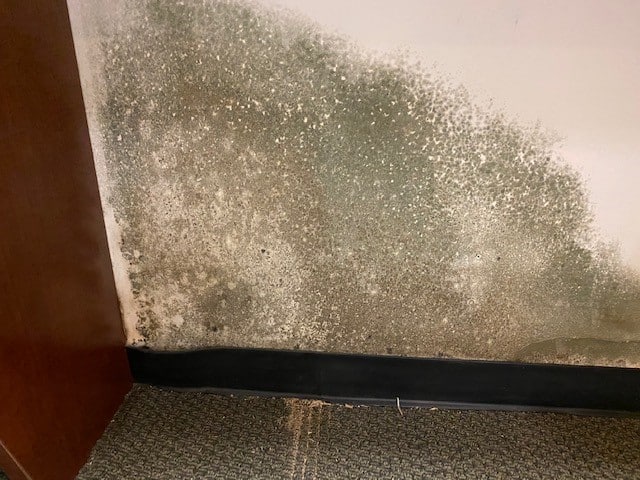Mold Remediation in a corner wall of a house