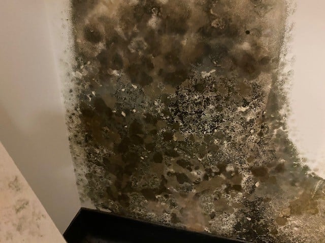 Mold Remediation in a corner wall